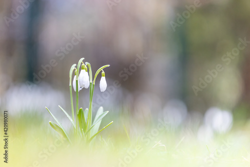 Common snowdrop Galanthus nivalis in spring on green grass with beautiful bright and blurry background