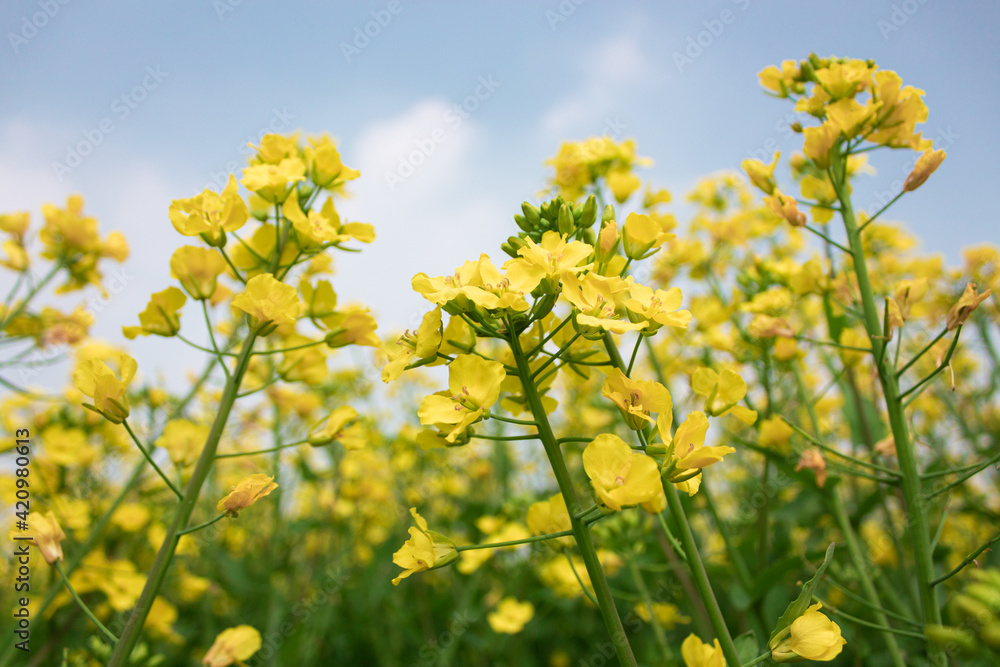 Rapeseed flowers growing in the sun and bees collecting nectar Rapeseed flowers growing in the sun and bees collecting nectar