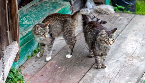 Canvas Print Gray wild cats on a wooden porch of a country house