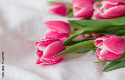 Pink Tulips isolated on white cloth background with copy space. Flat lay, top view. Minimal floral mock up concept. Valentine's Day, Easter, Birthday, Happy Women's Day postcard