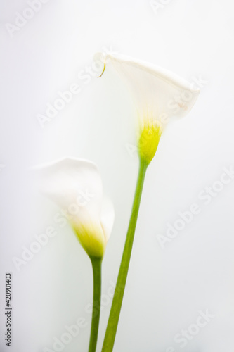 Tender calla flowers with fragile petals on white background