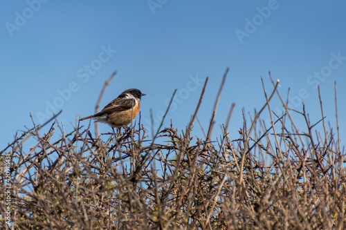 Common Stonechat (Saxicola rubicola) perched in a hedge at Hope Gap near Seaford