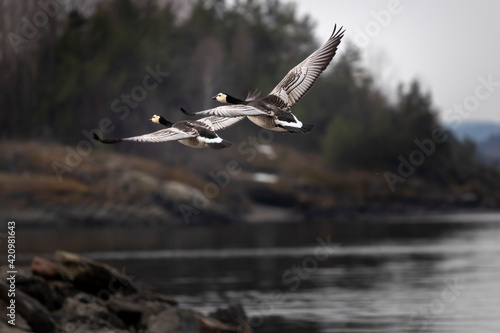 Barnacle geese in flight Storoyodden  Fornebu Norway. High quality photo