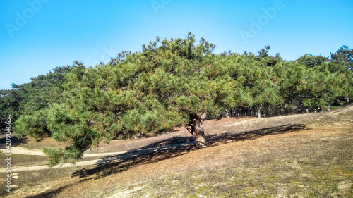 Pine on hill. Natural scenery