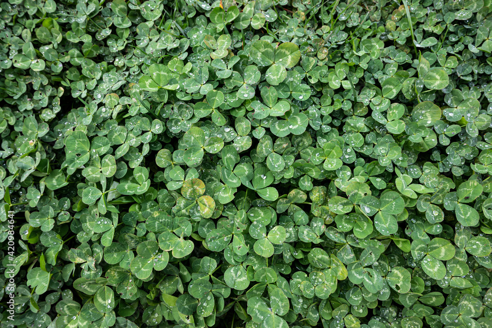 Lucky Three Leaf Clover background on the field for St Patricks Day holiday symbol. Lucky Three Leaf Clover background on the field for St Patricks Day holiday symbol.