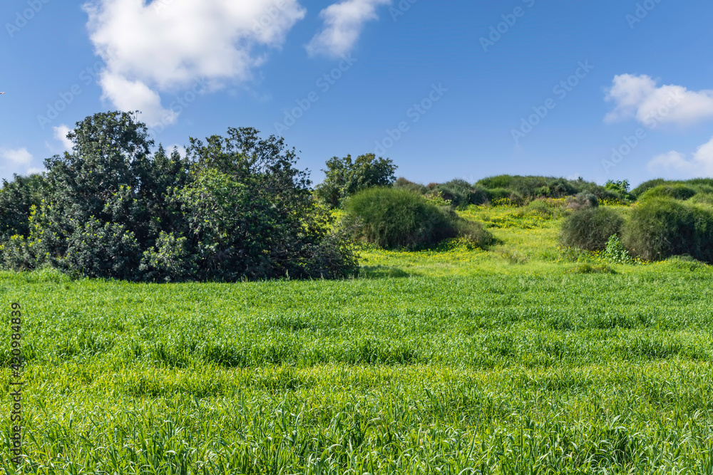 Green agricultural field with bushes against the sky with clouds Green agricultural field with bushes against the sky with clouds