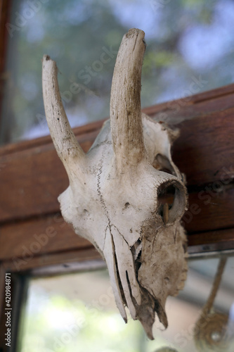 Goat skull / Front view of a goat skull with horns