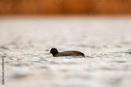 Eurasian coot on a pond