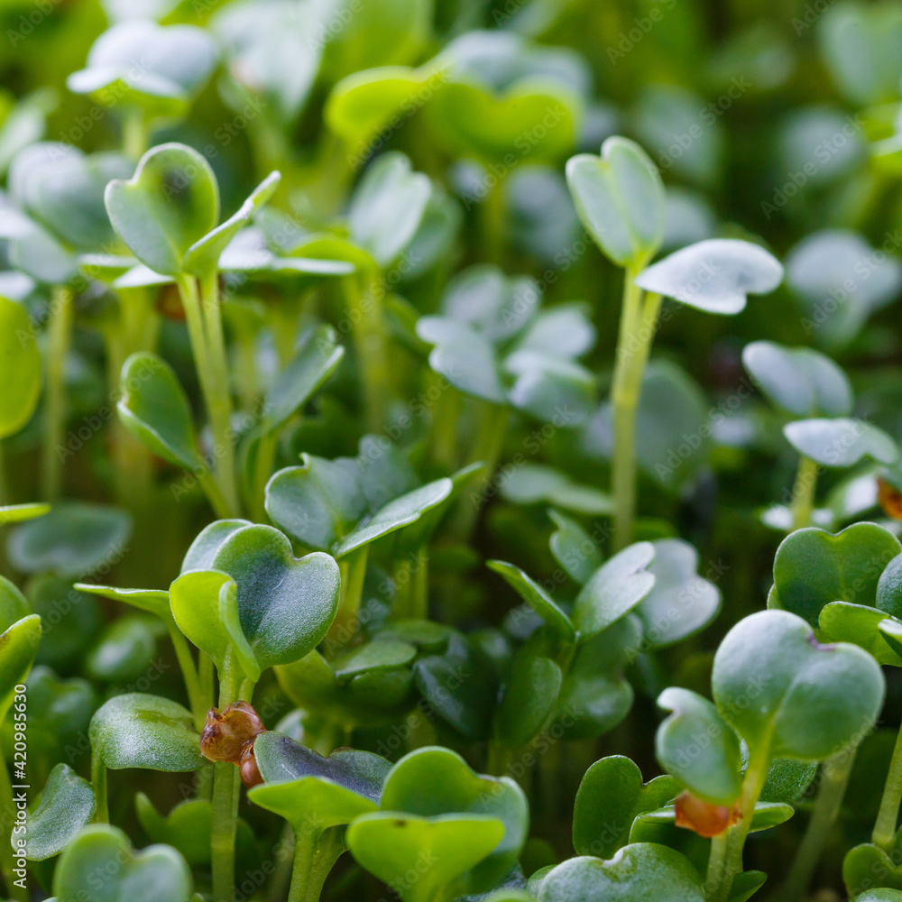 The microgreen in plastic trays for planting young plants. healthy food concept. The microgreen in plastic trays for planting young plants. healthy food concept.