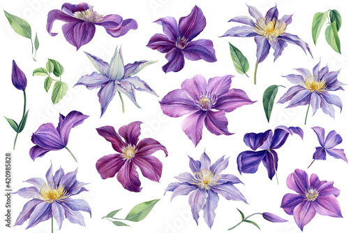 Set purple clematis on a white background  watercolor illustration. Floral elements for arrangements.