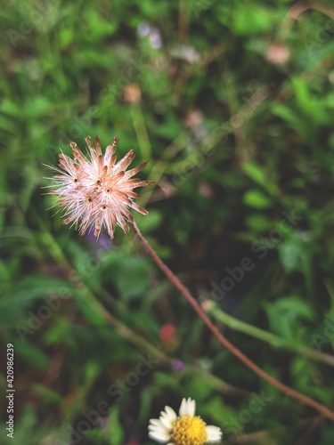 flower of a dandelion