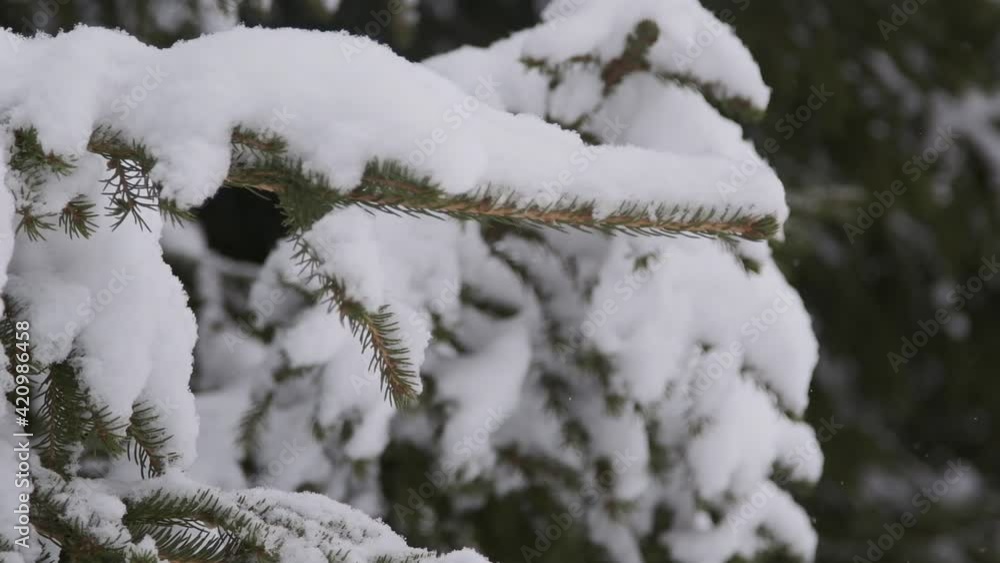branches of a coniferous tree branches of a coniferous tree
