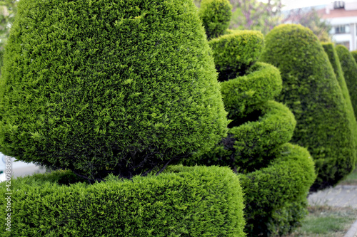 Beautiful garden park with green hedges with trees