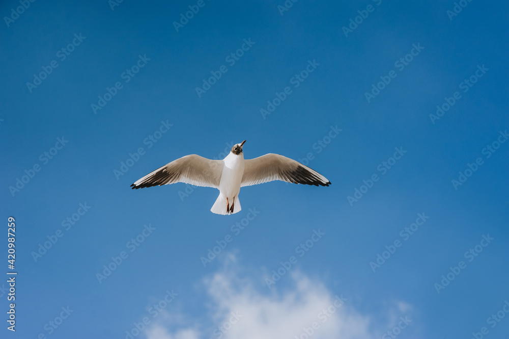 A beautiful lonely white seagull flies, soars at a height against a background of blue sky and clouds on a sunny day. A beautiful lonely white seagull flies, soars at a height against a background of blue sky and clouds on a sunny day.