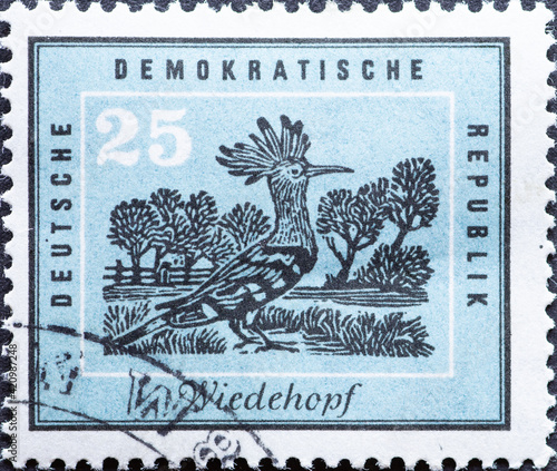 GERMANY, DDR - CIRCA 1959 : a postage stamp from Germany, GDR showing a drawing of a hoopoe, Upupa epops. In native nature