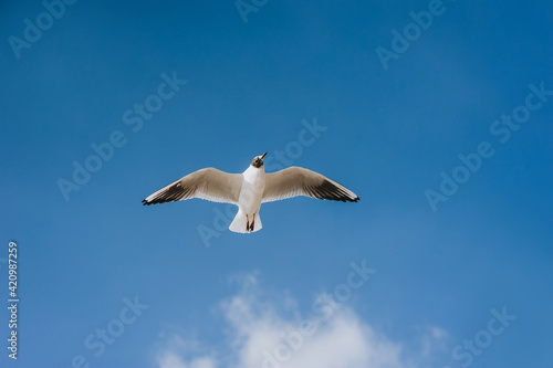 A beautiful lonely white seagull flies  soars at a height against a background of blue sky and clouds on a sunny day.