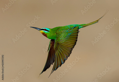 blue cheeked bee eater in flight, The blue-cheeked bee-eater is a near passerine bird in the bee-eater family, Meropidae. photo