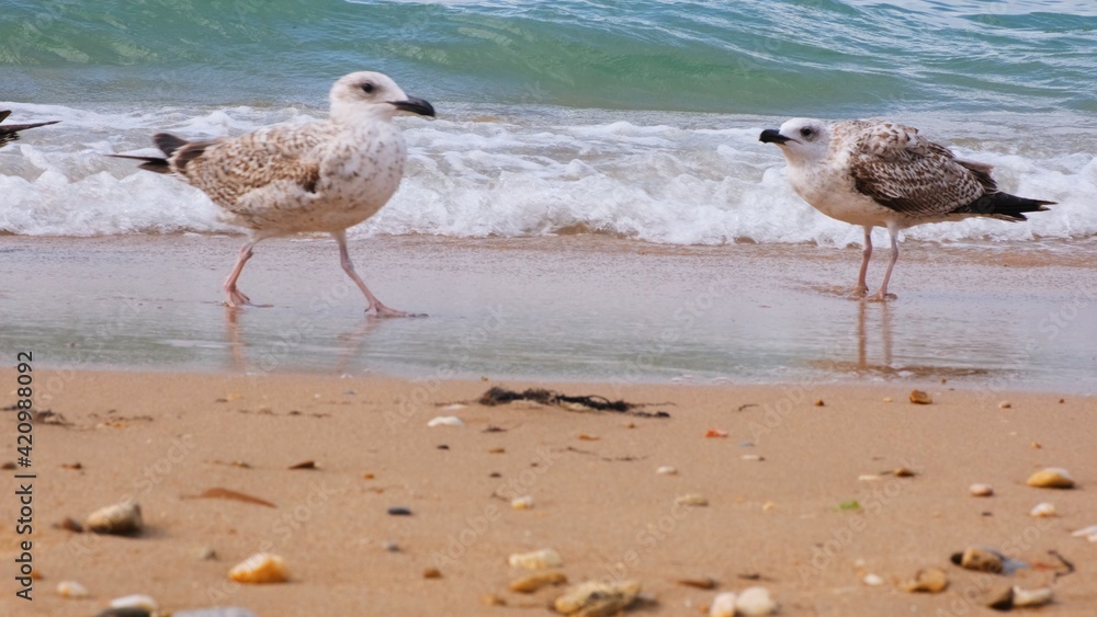 Seagulls sit on the shore of the blue sea.
