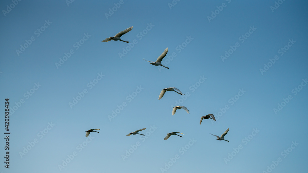 Swans flying in front of a blue sky