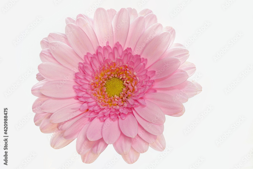 Pink gerbera on white background, big, central Pink gerbera on white background, big, central