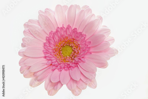 Pink gerbera on white background  big  central