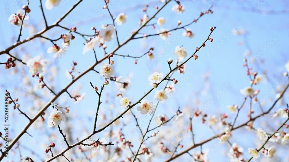 Spring blossom background. Flowering plum blossom on a background of blue sky. Spring flowers. Spring blossom background. Flowering plum blossom on a background of blue sky. Spring flowers.