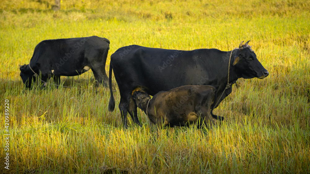 Young calf drinking mothers milk in the evening paddy field while mother cow watchful of surroundings. one of nature's beautiful sightings. mothers unlimited love and care for their baby concept.