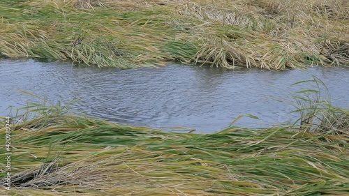 Waving grass in the small flowing river. Side view