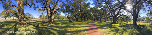 Oak Alley plantation trees on a beautiful sunny day, Louisiana - Panoramic view photo