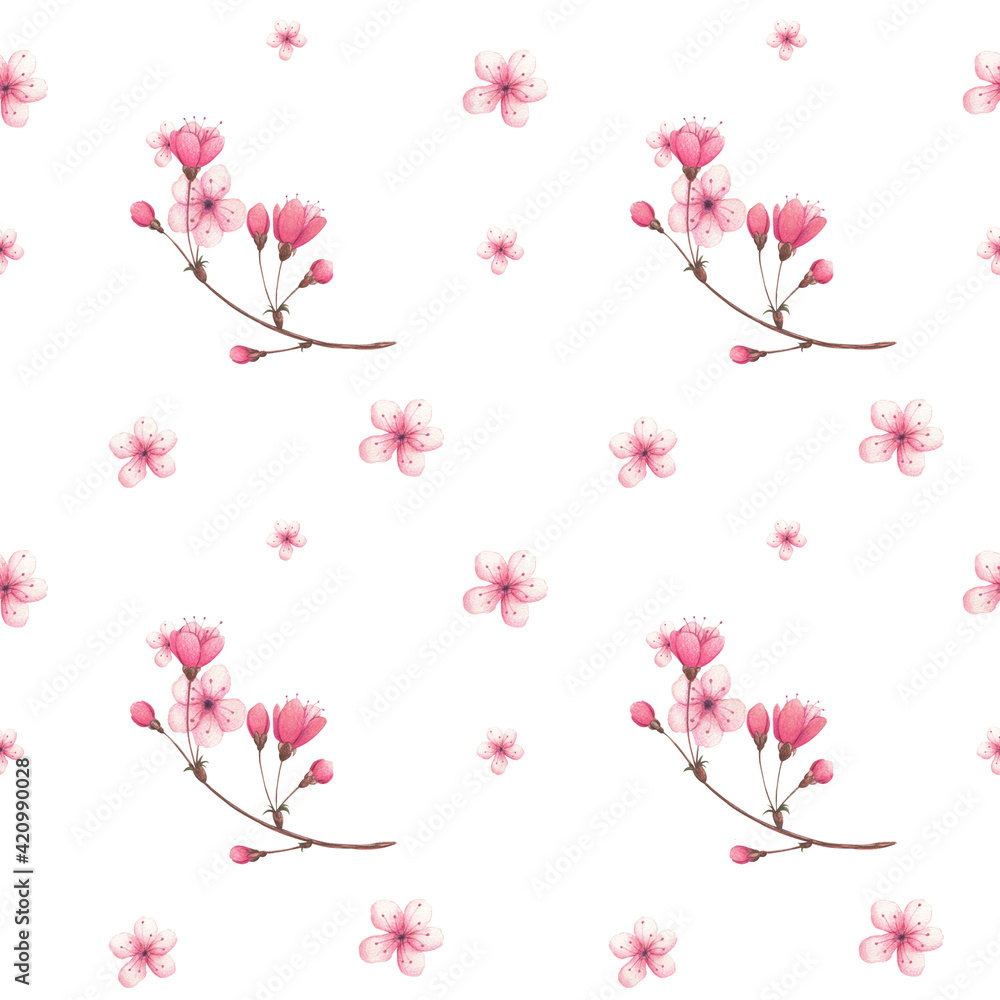 spring watercolor pattern with cherry blossoms on a white background