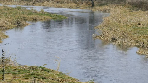 Waving grass in the small flowing river. Perspective view