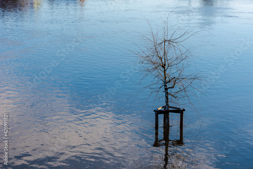 Solitary tree standing in high water flooded area with snow melting in early spring