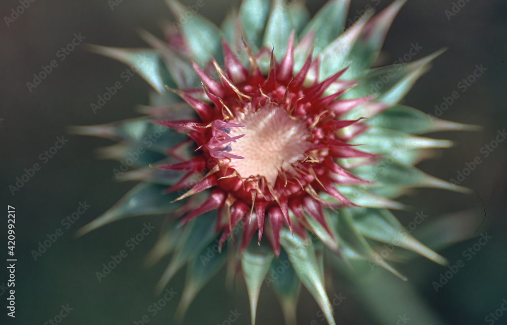 Thistle blossom in meadow in the Rocky Mountains Thistle blossom in meadow in the Rocky Mountains