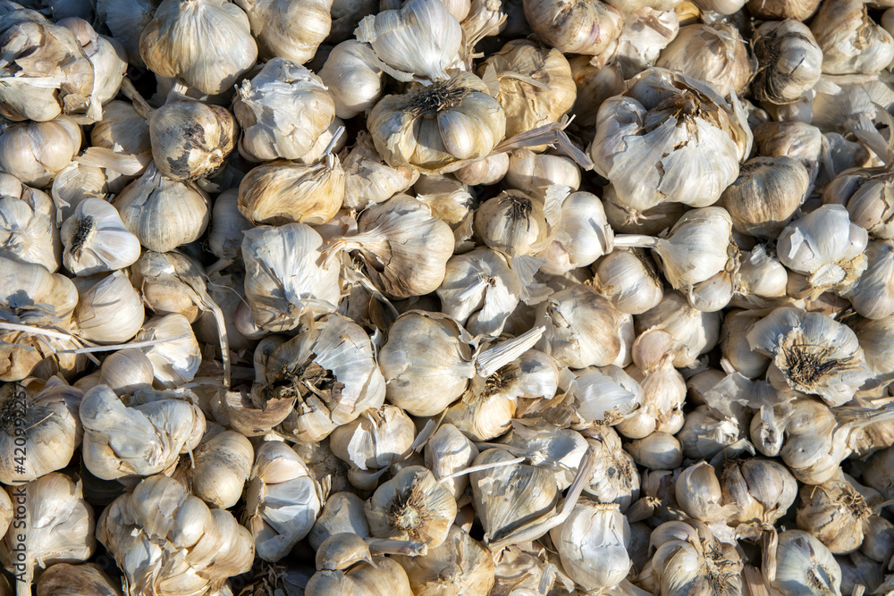 fresh garlic. fresh garlic background. Ripe fresh garlic. fresh garlic in market fresh garlic. fresh garlic background. Ripe fresh garlic. fresh garlic in market