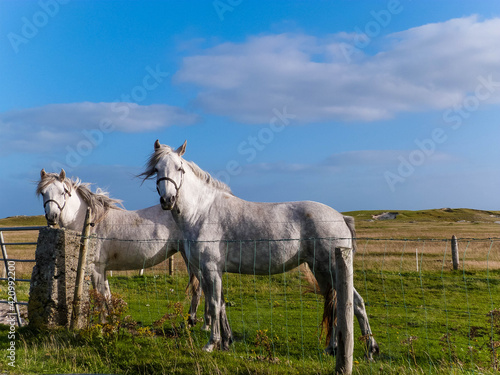 two white horses standing on green grass in ireland
