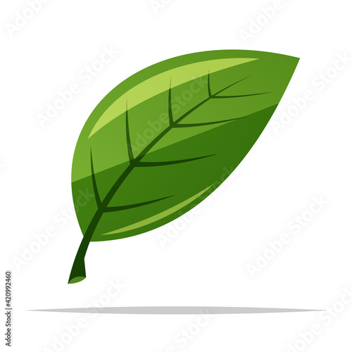 Single green leaf vector isolated illustration