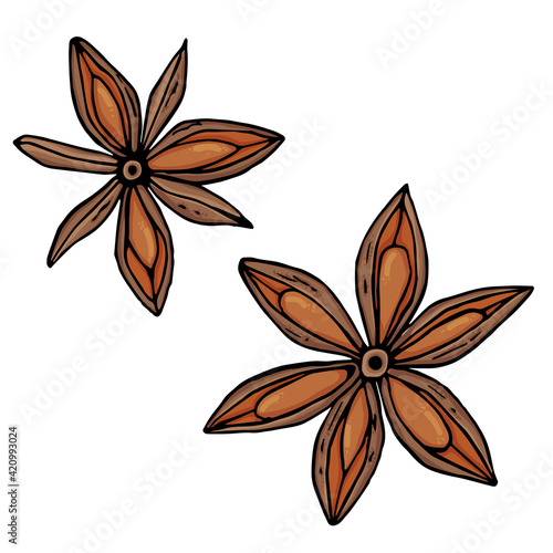 Vector graphics in realistic style star anise isolated on white background. Hand drawn color illustration of star anise fragrant spice and seasoning
