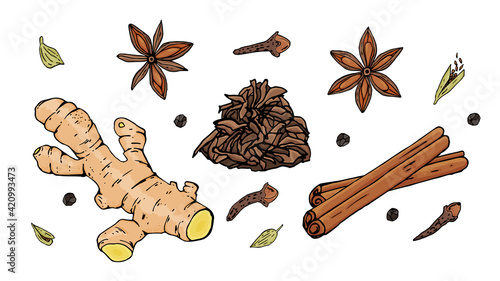 Vector graphics of Indian masala tea recipe isolated on white background. Recipe spice set: cardamom, star anise, cinnamon, peppercorns, ginger, tea, cloves. Hand drawn illustration.