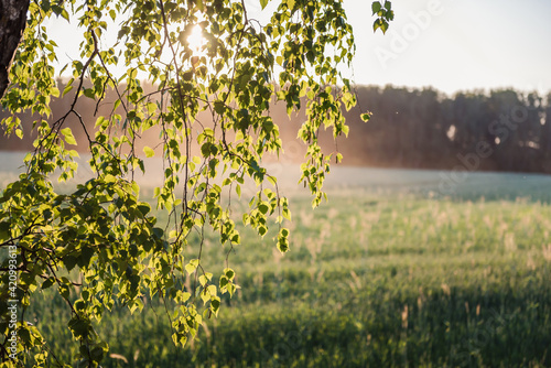 Birch leaves against sunlight.  Birch branches.