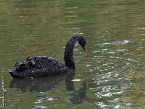 Trauerschwan oder Cygnus atratus auf einem Süßwassersee