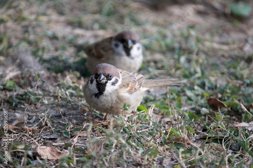 Tree sparrow and his friend