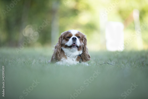 lovely dog