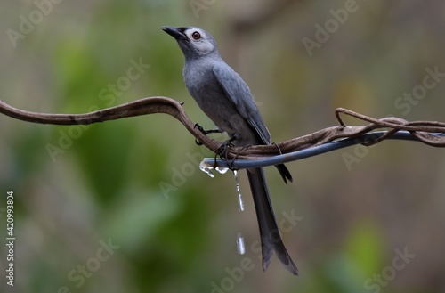 The resident gray drongo is found in all types of forests or forests throughout the country. But migratory birds can also be found in parks