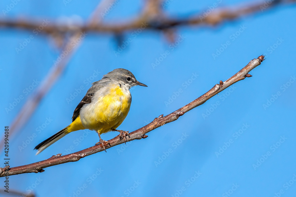 Grey Wagtail (Motacilla cinerea) on a tree branch which is a common insect eating bird with a yellow under belly and usually found by a stream or a river side, stock image photo Grey Wagtail (Motacilla cinerea) on a tree branch which is a common insect eating bird with a yellow under belly and usually found by a stream or a river side, stock image photo