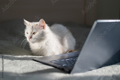 White cat sits at a laptop on the bed. © Михаил Решетников