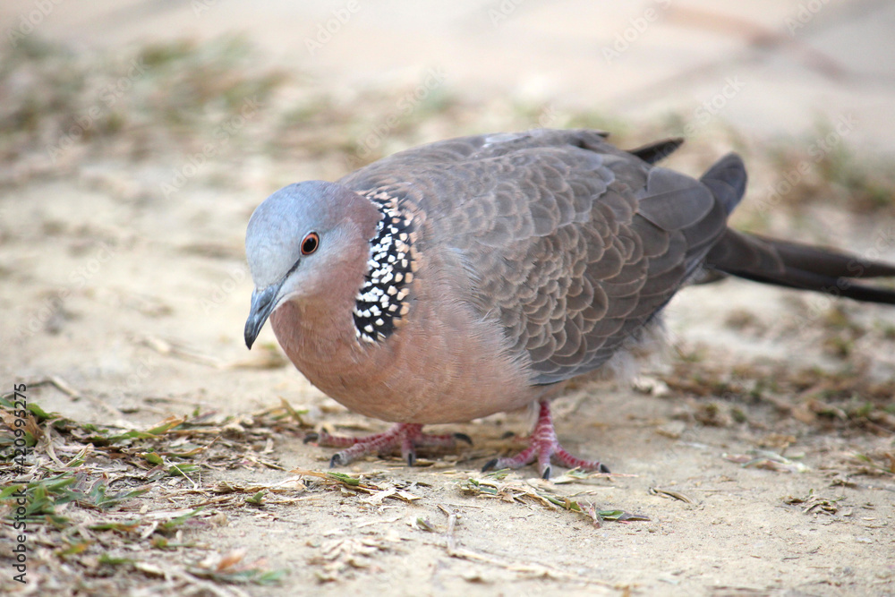 Obraz premium Spotted dove seaching food in asia, hong kong