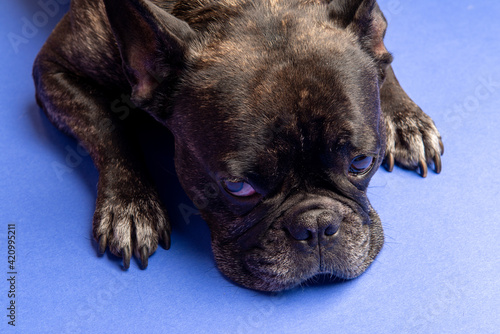 Französische Bulldogge auf blauen Hintergrund © andreas rehkopp