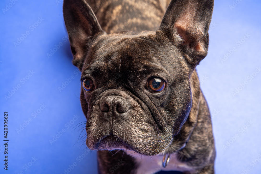 Französische Bulldogge auf blauen Hintergrund