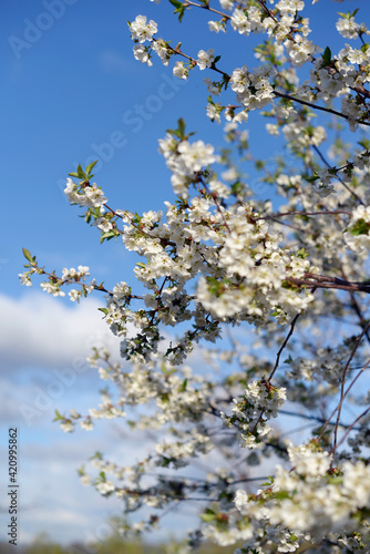 blooming cherry tree in the garden