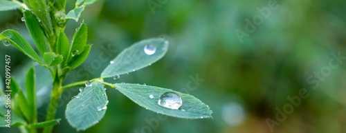 Dew drops on alfalfa leaves, green background of nature and growing grass in the garden.